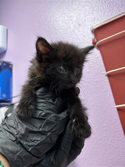 Shelter Stray Female Cat last seen El Paso, TX 79904, Fort Bliss, TX 79906