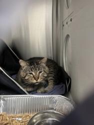 Shelter Stray Male Cat last seen Atlanta, GA 30318, Atlanta, GA 30336