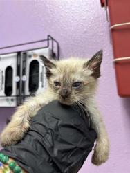 Shelter Stray Female Cat last seen El Paso, TX 79904, Fort Bliss, TX 79906