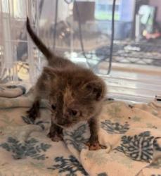 Shelter Stray Male Cat last seen 12100, CITY of El Paso, TX, Fort Bliss, TX 79906