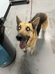 Shelter Stray Female Dog last seen Rancho Cordova, CA 95670, Sacramento, CA 95828