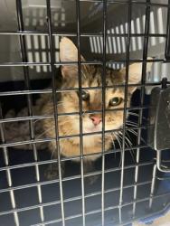 Shelter Stray Female Cat last seen Near GRANBY DR, SACRAMENTO, CA 95827, Rancho Cordova, CA, Sacramento, CA 95828