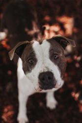 Shelter Stray Female Dog last seen North Charleston, SC 29418, North Charleston, SC 29406