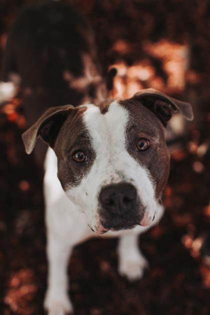 Shelter Stray Female Dog last seen North Charleston, SC 29418, North Charleston, SC 29406