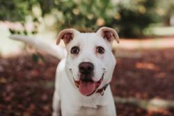 Shelter Stray Male Dog last seen North Charleston, SC 29418, North Charleston, SC 29406