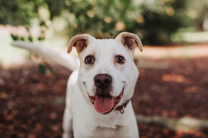 Shelter Stray Male Dog last seen North Charleston, SC 29418, North Charleston, SC 29406