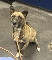 Shelter Stray Female Dog last seen Moncks Corner, SC 29461, North Charleston, SC 29406