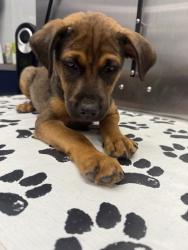 Shelter Stray Male Dog last seen Moncks Corner, SC 29461, North Charleston, SC 29406