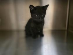 Shelter Stray Male Cat last seen , TX , Mesquite, TX 75149