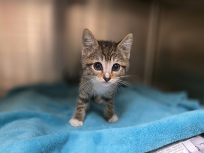 Shelter Stray Male Cat last seen , TX , Mesquite, TX 75149