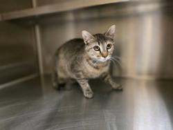 Shelter Stray Female Cat last seen , TX , Mesquite, TX 75149