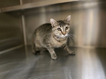Shelter Stray Female Cat last seen , TX , Mesquite, TX 75149