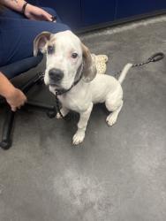Shelter Stray Male Dog last seen Berkeley County, SC 29486, North Charleston, SC 29406