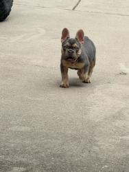 Reunited Female Dog last seen Braswell highschool, Little Elm, TX 75068