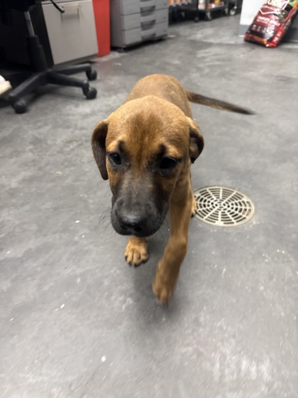 Shelter Stray Male Dog last seen Moncks Corner, SC 29461, North Charleston, SC 29406