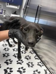 Shelter Stray Female Dog last seen Berkeley County, SC 29436, North Charleston, SC 29406