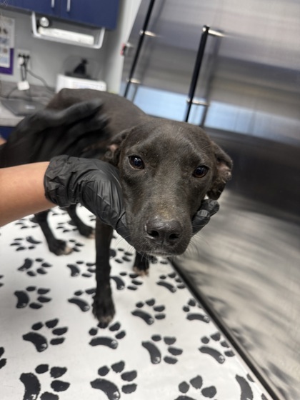 Shelter Stray Female Dog last seen Berkeley County, SC 29436, North Charleston, SC 29406