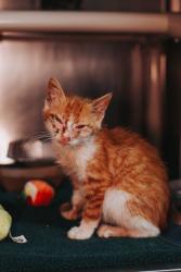 Shelter Stray Male Cat last seen North Charleston, SC 29418, North Charleston, SC 29406