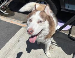 Shelter Stray Male Dog last seen Near 1st Avenue, NEW YORK, NY, 10029, New York, NY 10029