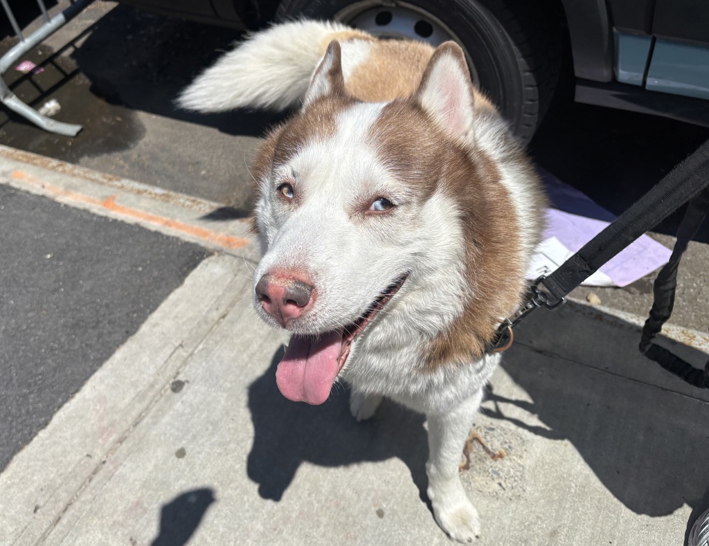 Shelter Stray Male Dog last seen Near 1st Avenue, NEW YORK, NY, 10029, New York, NY 10029