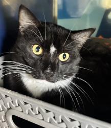 Shelter Stray Male Cat last seen Near Julian Street, Denver, CO, 80204, Golden, CO 80401