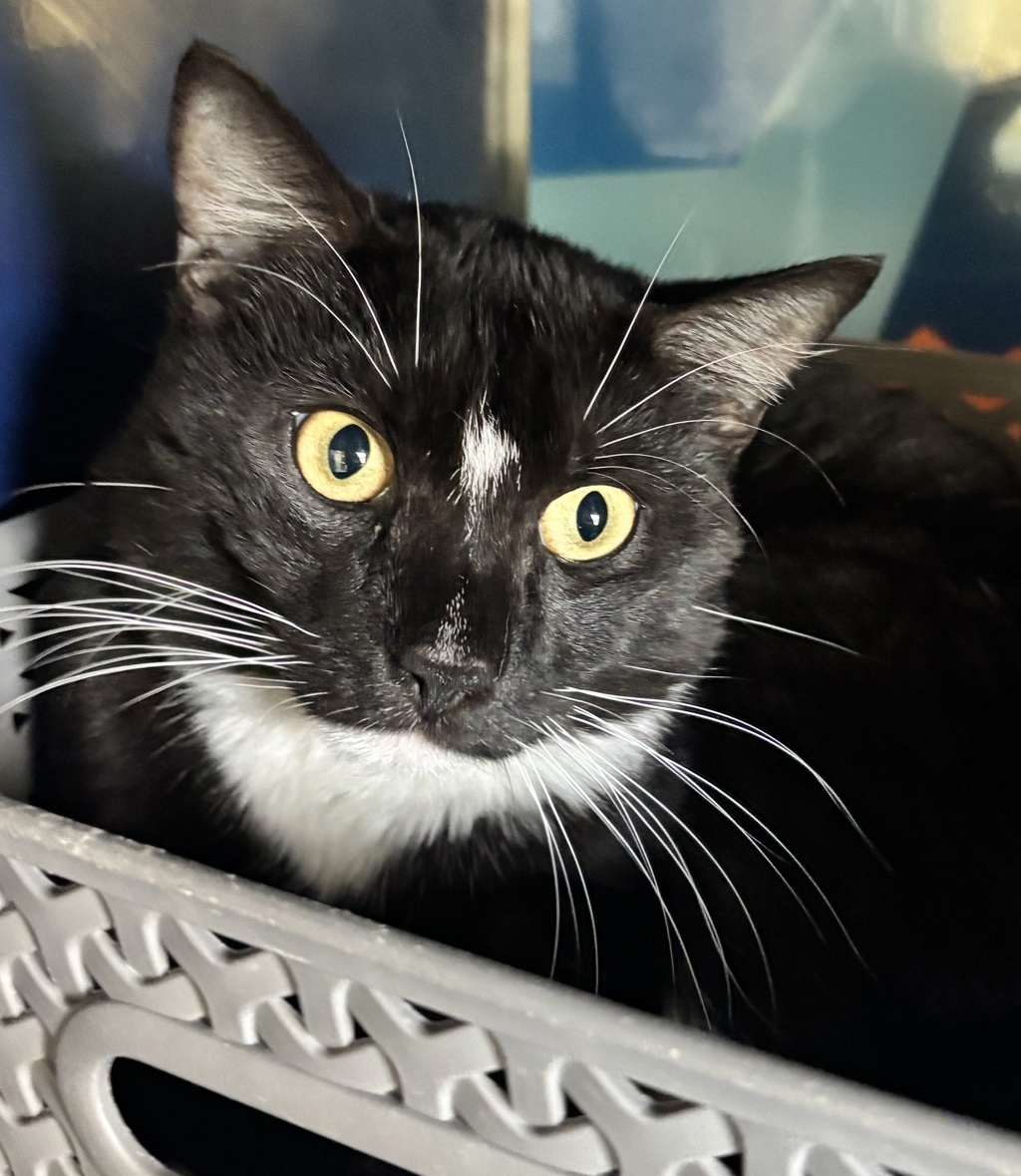 Shelter Stray Male Cat last seen Near Julian Street, Denver, CO, 80204, Golden, CO 80401