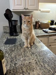 Lost Male Cat last seen Flora Ave and Boulevard, Walnut Creek, CA 94595