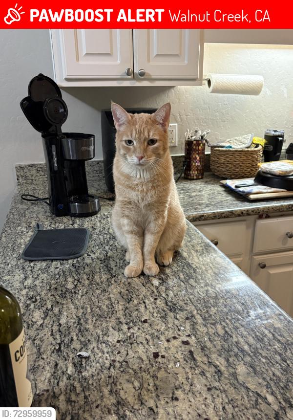 Lost Male Cat last seen Flora Ave and Boulevard, Walnut Creek, CA 94595