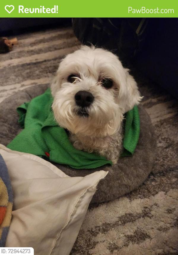 Reunited Female Dog last seen Walnut Grove and Houston Levee, East Central Shelby, TN 38017