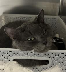 Shelter Stray Male Cat last seen 83rd Ave/ N Sheridan Blvd, Westminster, CO, 80031, Golden, CO 80401