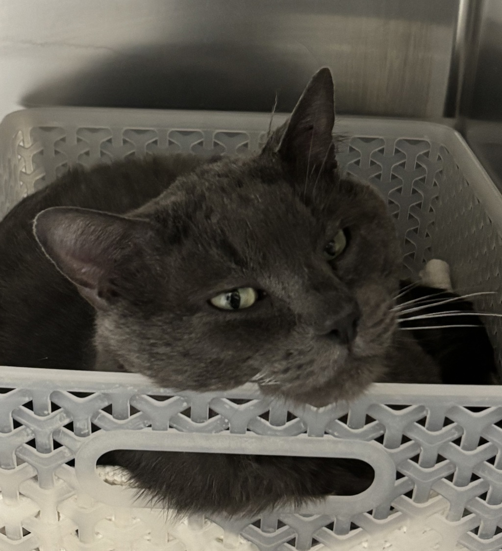 Shelter Stray Male Cat last seen 83rd Ave/ N Sheridan Blvd, Westminster, CO, 80031, Golden, CO 80401