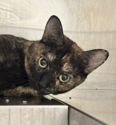 Shelter Stray Female Cat last seen 83rd Ave/ N Sheridan Blvd, Westminster, CO, 80031, Golden, CO 80401
