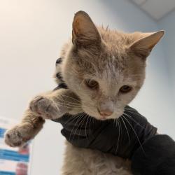 Shelter Stray Male Cat last seen Near Via De La Amistad, San Diego, CA, 92154, San Diego, CA 92110