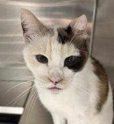 Shelter Stray Female Cat last seen W 14th Ave// Reed St, Lakewood, CO, 80214, Golden, CO 80401