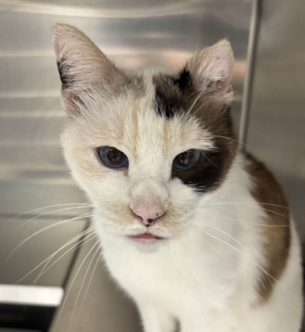 Shelter Stray Female Cat last seen W 14th Ave// Reed St, Lakewood, CO, 80214, Golden, CO 80401