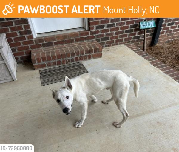 Found/Stray Male Dog last seen Stanley Lucia and Willowside Dr, Mount Holly, NC 28120