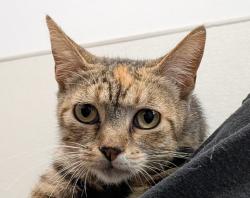 Shelter Stray Female Cat last seen Near Commercial Street, San Diego, CA, 92113, San Diego, CA 92110
