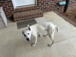 Found/Stray Male Dog last seen Stanley Lucia and Willowside Dr, Mount Holly, NC 28120