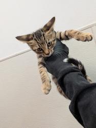 Shelter Stray Male Cat last seen Near S 29th, San Diego, CA, 92113, San Diego, CA 92110