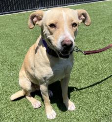 Shelter Stray Female Dog last seen Near Morroco Drive, La Mesa, CA, 91942, El Cajon, CA 92020