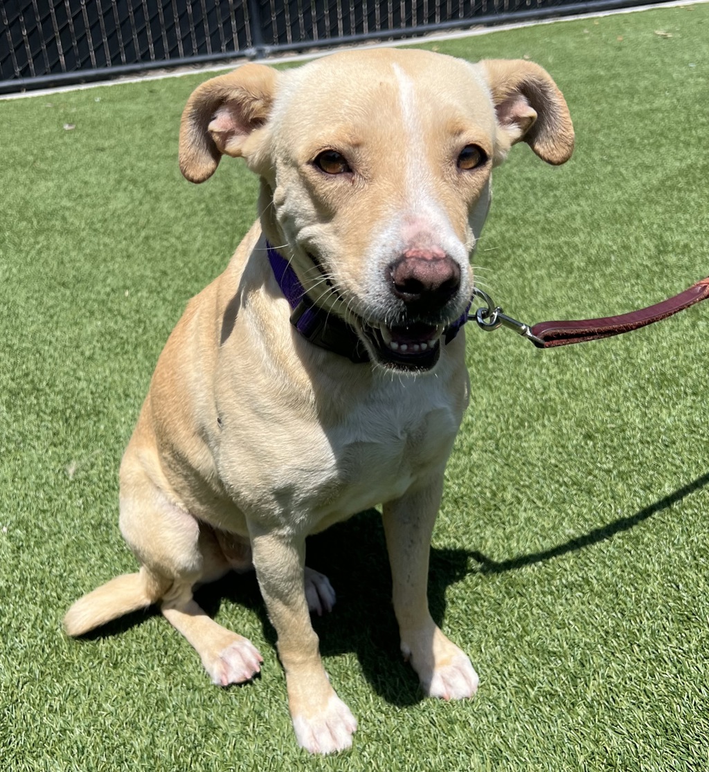 Shelter Stray Female Dog last seen Near Morroco Drive, La Mesa, CA, 91942, El Cajon, CA 92020