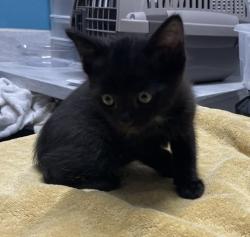 Shelter Stray Male Cat last seen Borden Road, Escondido, CA, 92026, Escondido, CA 92027