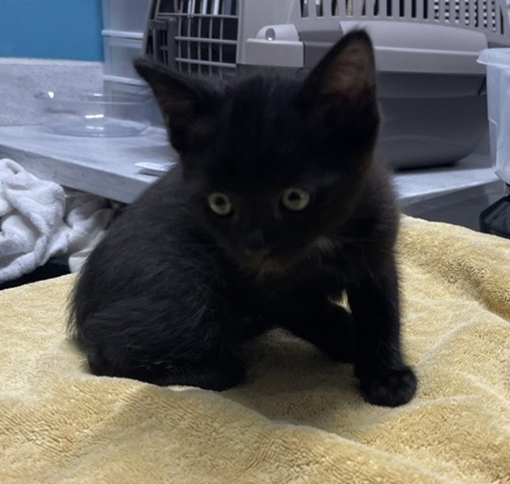 Shelter Stray Male Cat last seen Borden Road, Escondido, CA, 92026, Escondido, CA 92027
