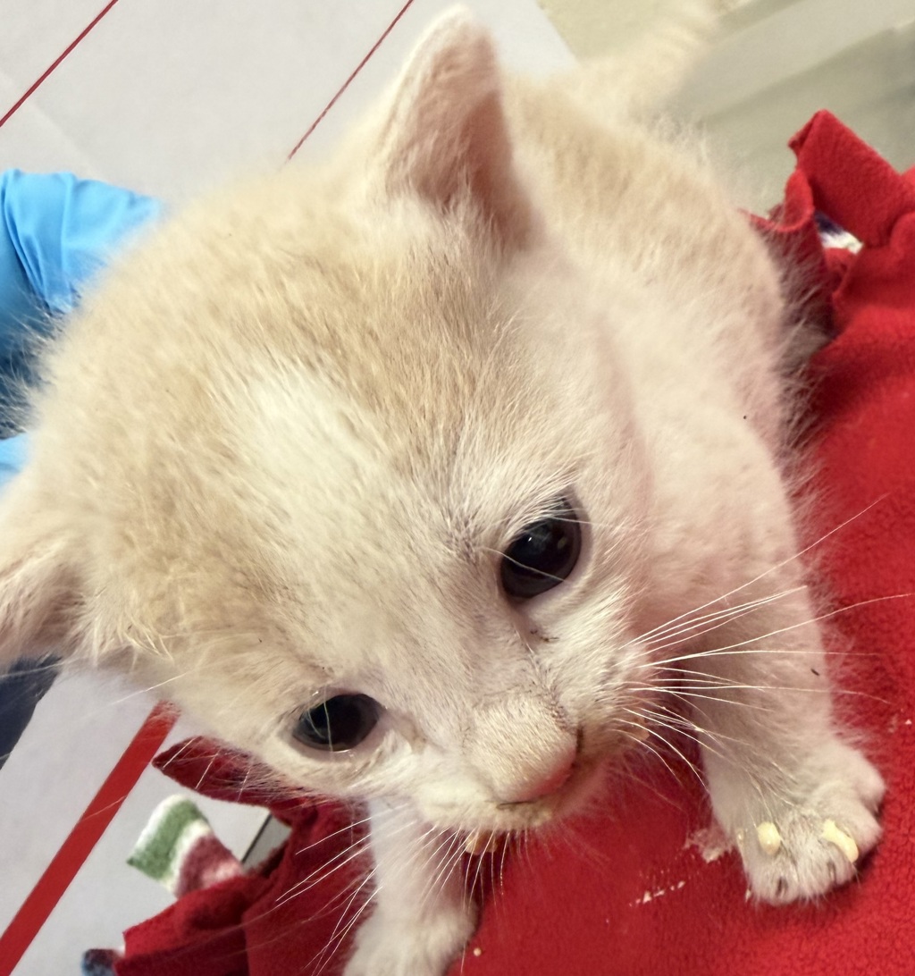 Shelter Stray Male Cat last seen SE 97th and Reedway, PORTLAND, OR, 97266, 1700 W Historic Columbia River Hwy, Troutdale, OR 97060, USA