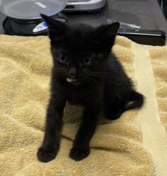 Shelter Stray Female Cat last seen Borden Road, Escondido, CA, 92026, Escondido, CA 92027