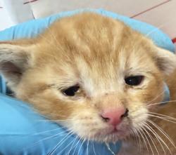 Shelter Stray Male Cat last seen SE 97th and Reedway, PORTLAND, OR, 97266, 1700 W Historic Columbia River Hwy, Troutdale, OR 97060, USA