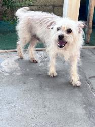 Found/Stray Male Dog last seen Sunshine, South Whittier, CA 90605