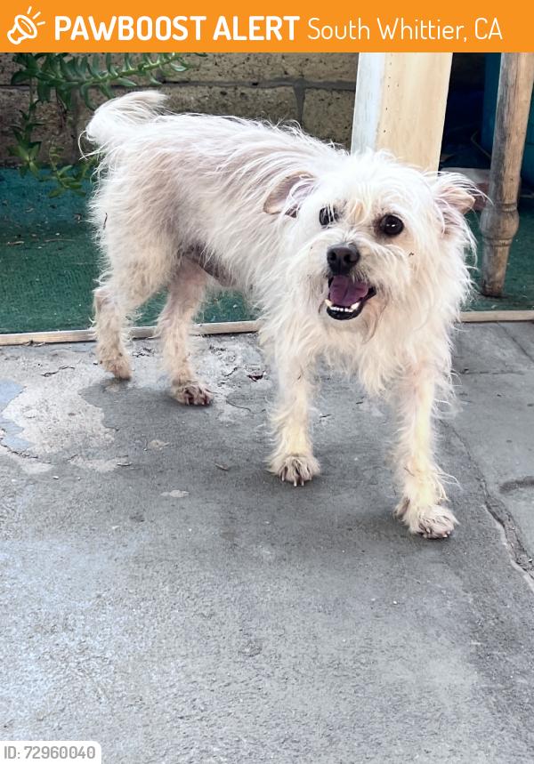Found/Stray Male Dog last seen Sunshine, South Whittier, CA 90605