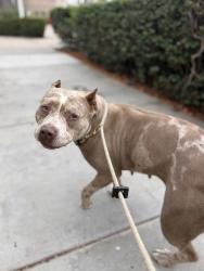 Shelter Stray Female Dog last seen Near Ulric Street, San Diego, CA, 92111, San Diego, CA 92110