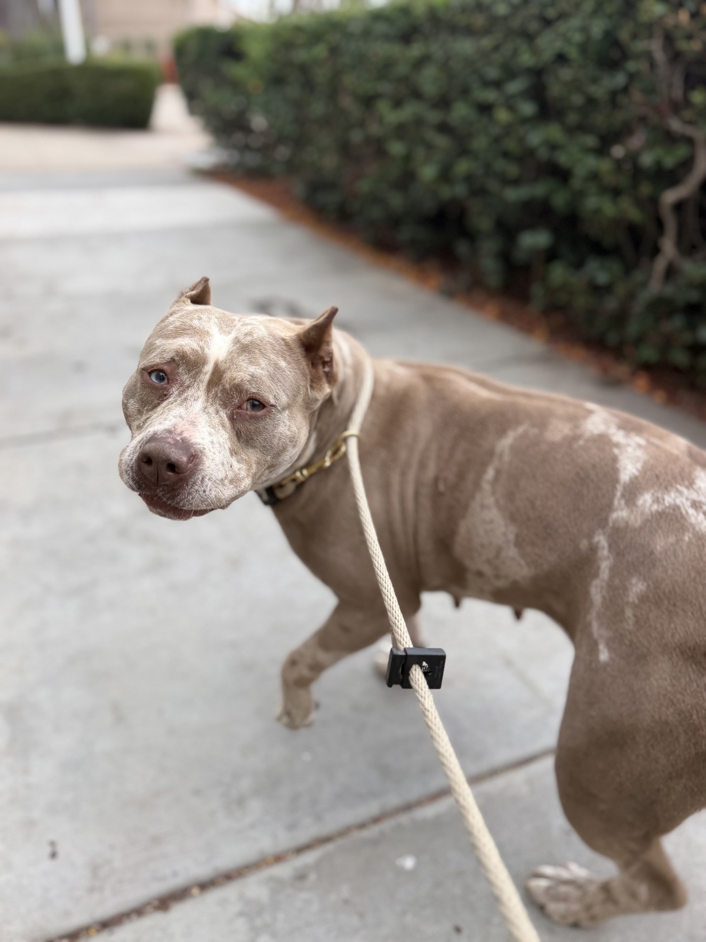 Shelter Stray Female Dog last seen Near Ulric Street, San Diego, CA, 92111, San Diego, CA 92110